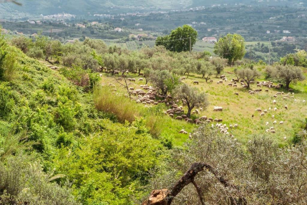 Villa De Luccheri Frasso Telesino 外观 照片