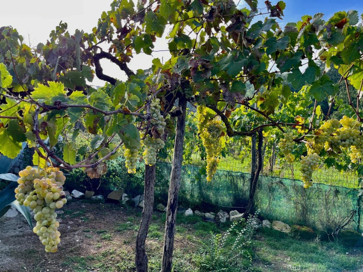 Villa De Luccheri Frasso Telesino 外观 照片